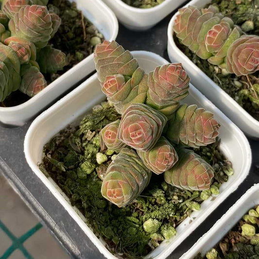 24835 クラッスラ　コルメッラ