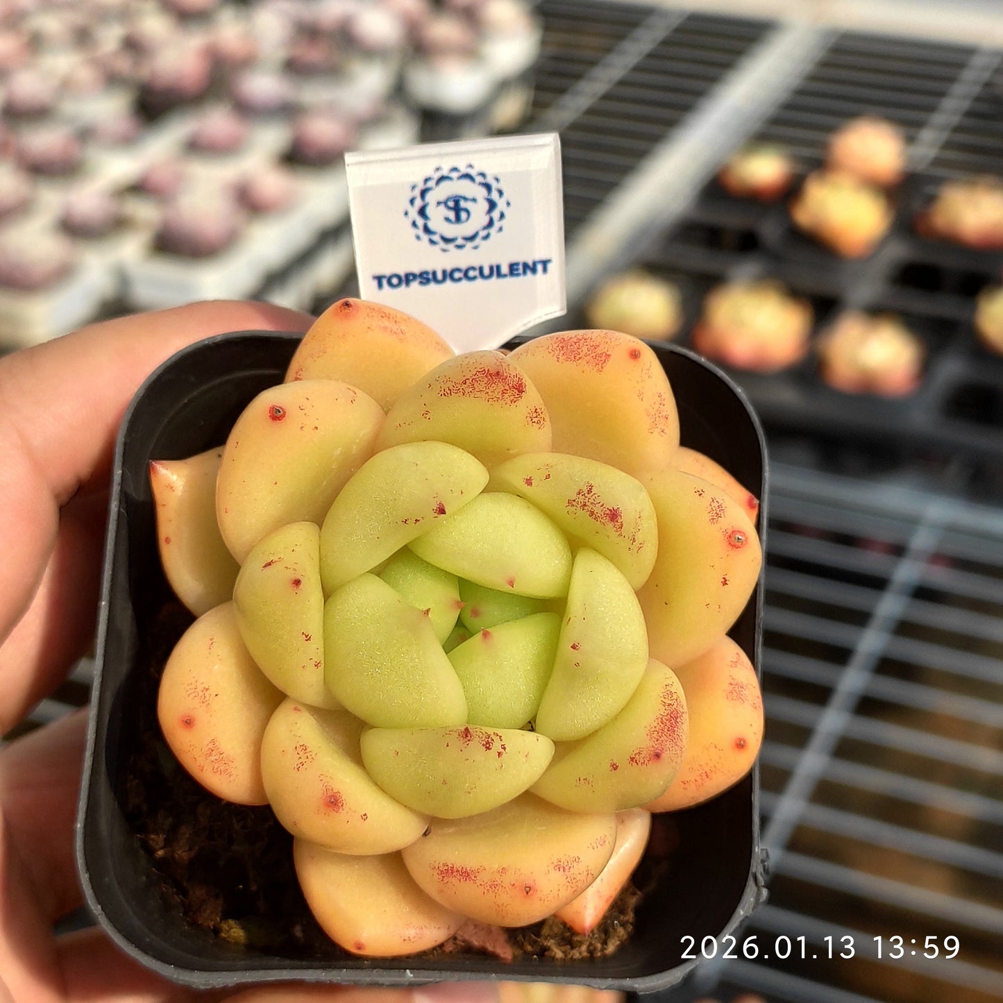 80520 アンコール