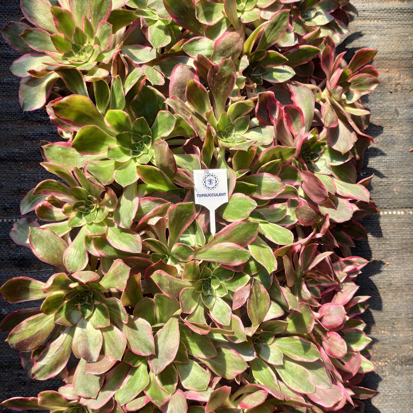 22305 イーブル　アイ