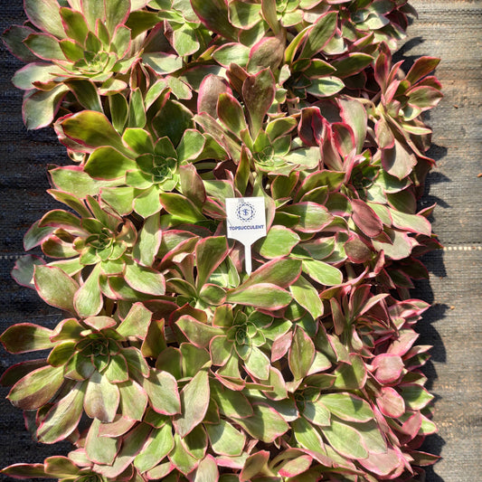 22305 イーブル　アイ