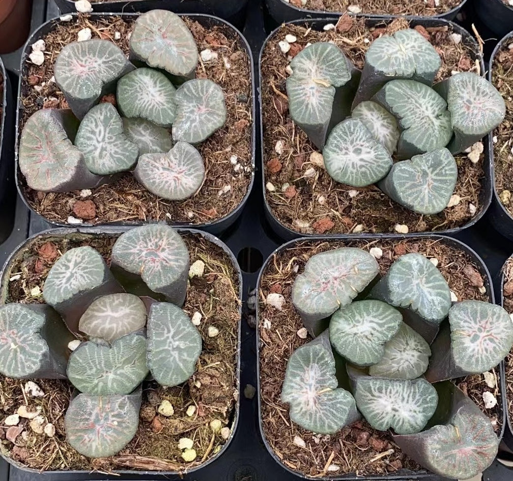 CS101 翡翠龍 (7cm pot)