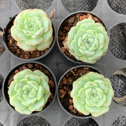 DX087 レッドベルベット（5cm pot）