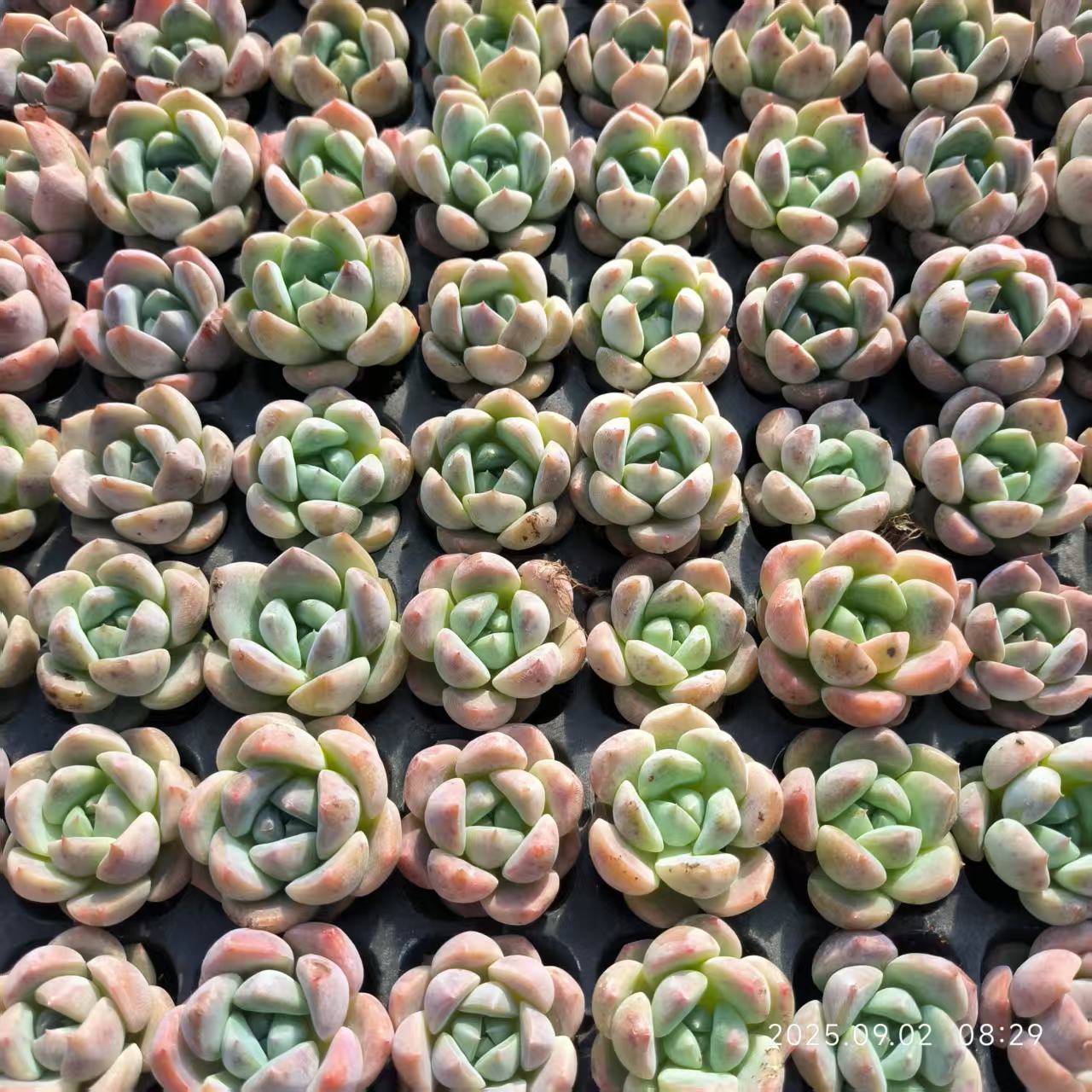 20664 ストロベリー バブル（3cm pot）（ポット苗）