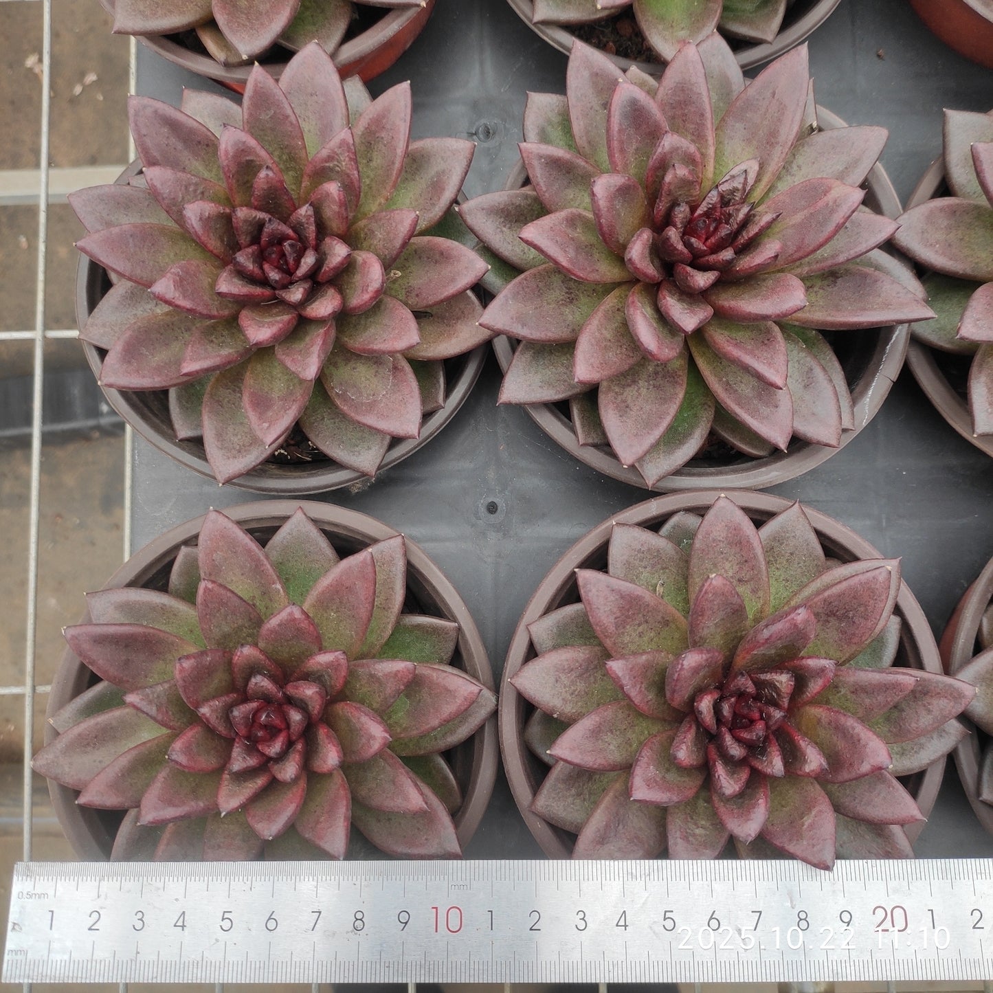 THH018 プレンティローズ（12cm pot）