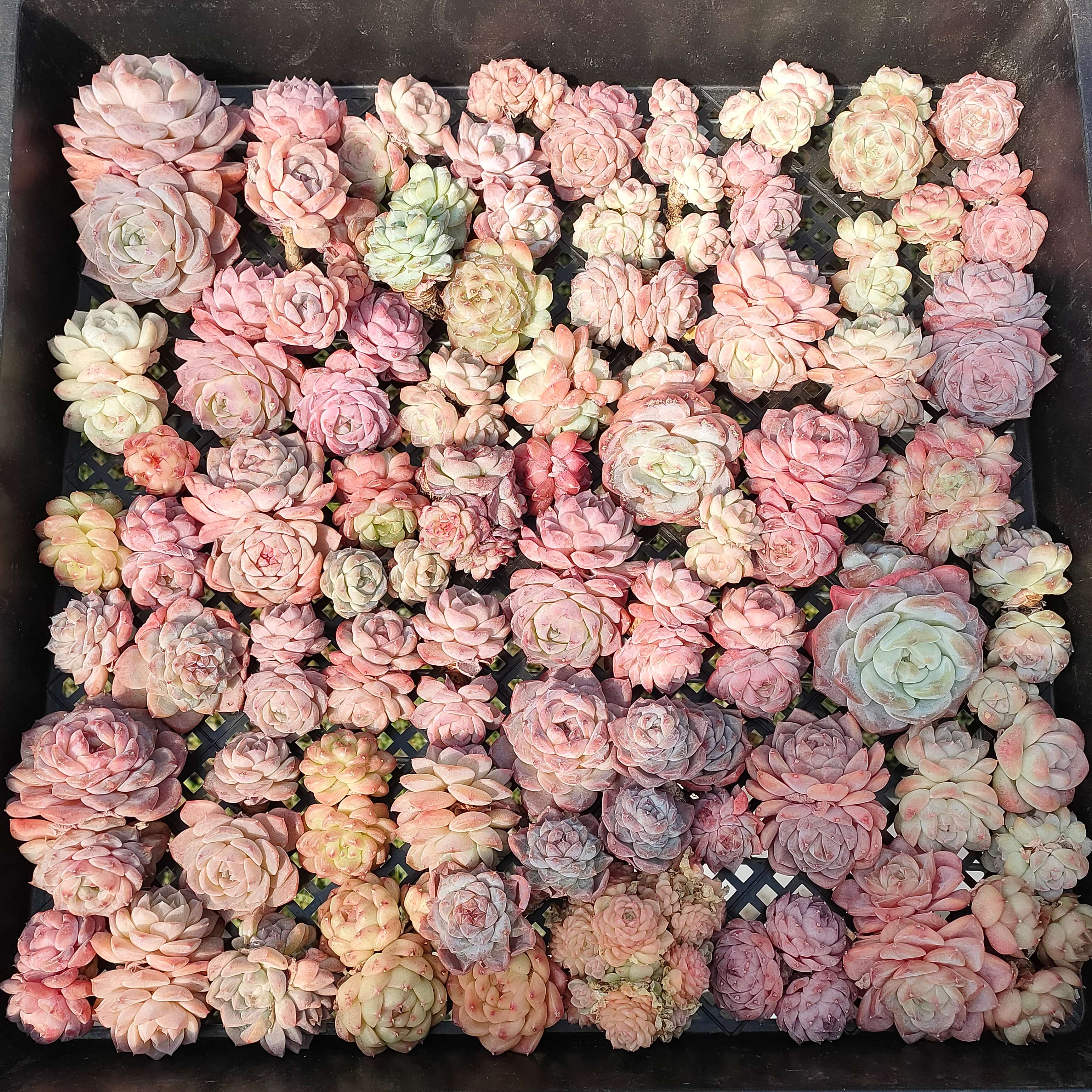 エケベリア 精選 ミックス苗 – Top Succulent®