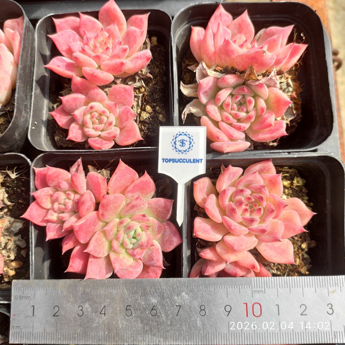 1072 エケマリア