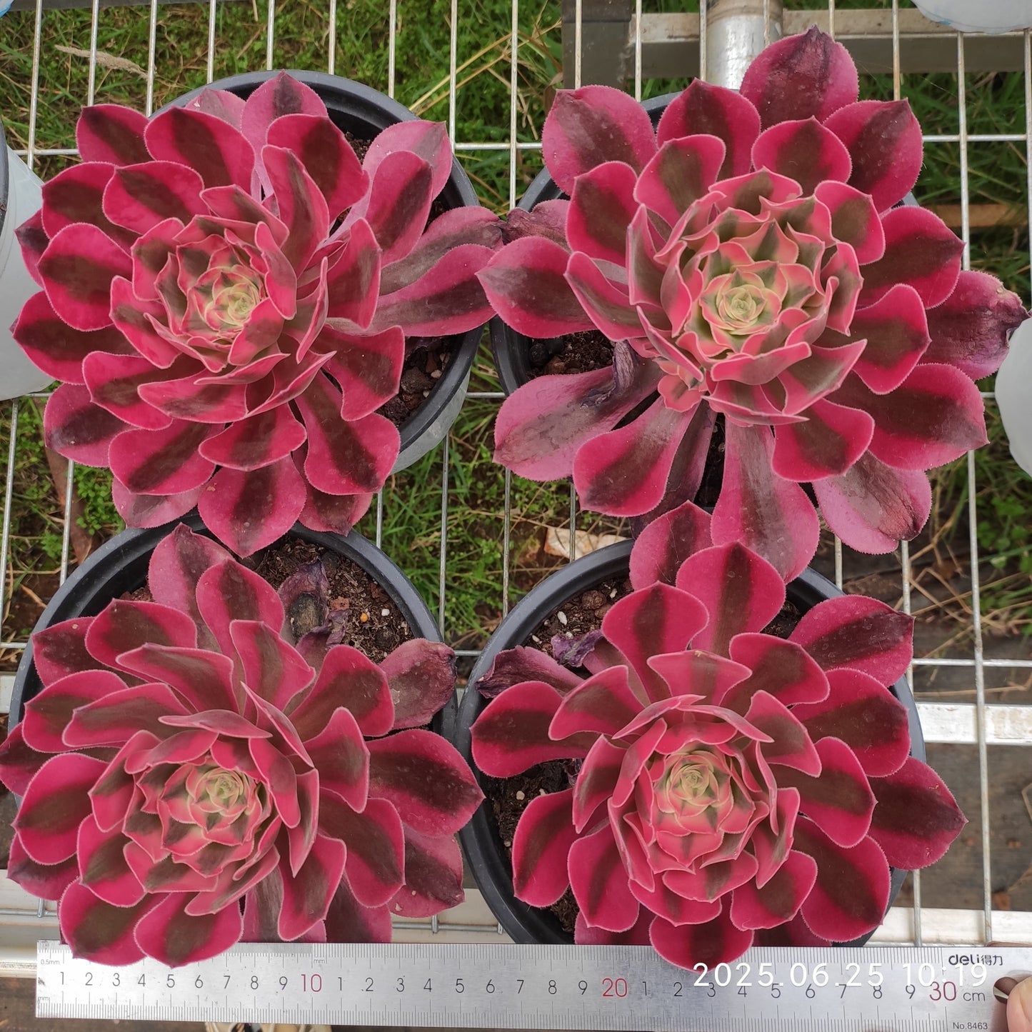 YS269 アエオニウム　ウィッチ（17cm pot）