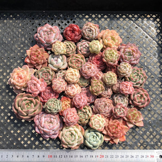 22048 ミックス苗 17