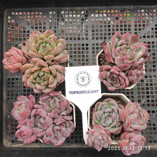 22517  ビーテル x オリジナル　ブルー　サプライズ（7cm pot）