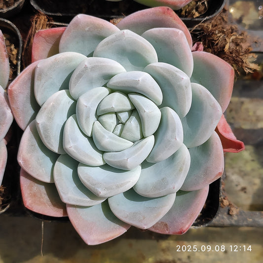 LXX003 アイス　グリーン（7cm pot）