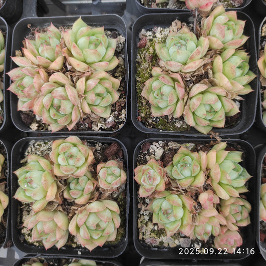 LB069 クゥイサァドゥ（7cm pot）