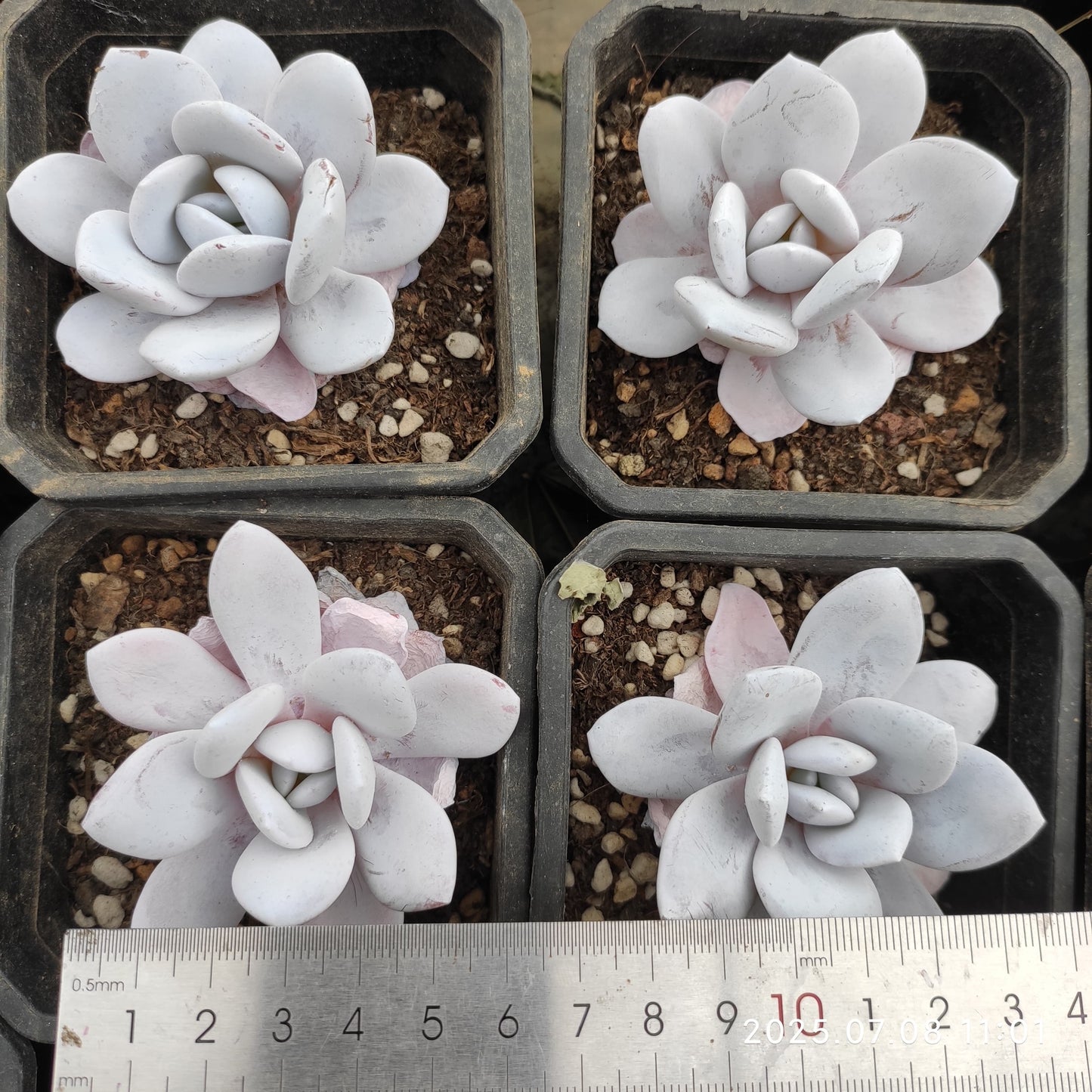 DQ087 ラウイ (9cm pot)