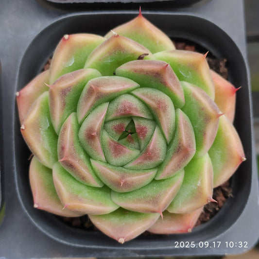 NGN388 パープル　スモーク (6.5cm pot)