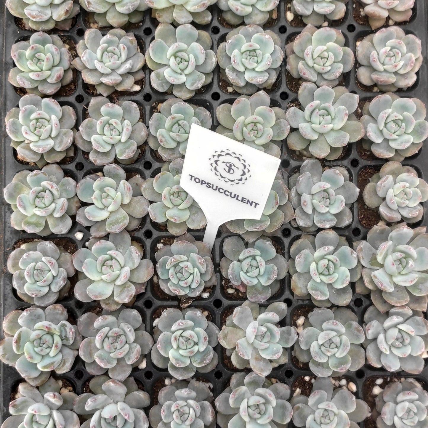 19417  オレンジモンロー（4cm pot）（ポット苗）