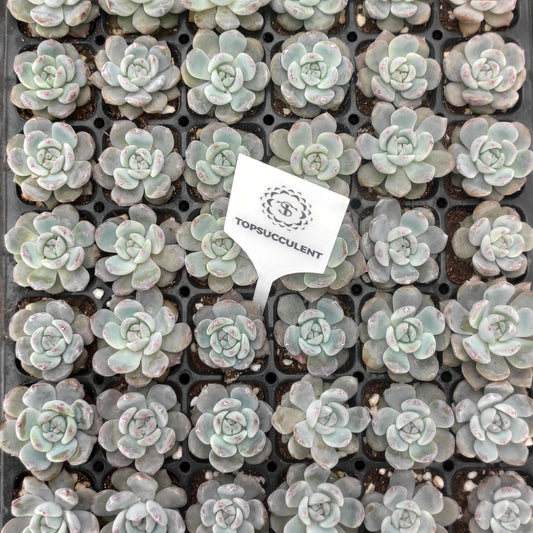 19417  オレンジモンロー（4cm pot）（ポット苗）