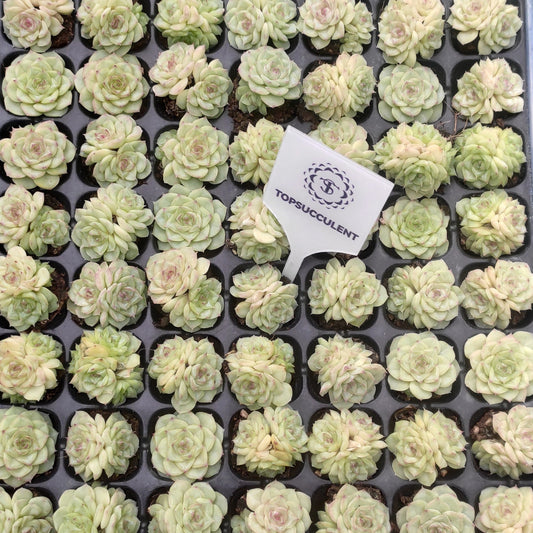 22129  ホワイトスワン（白鳥）（3cm pot）（ポット苗）