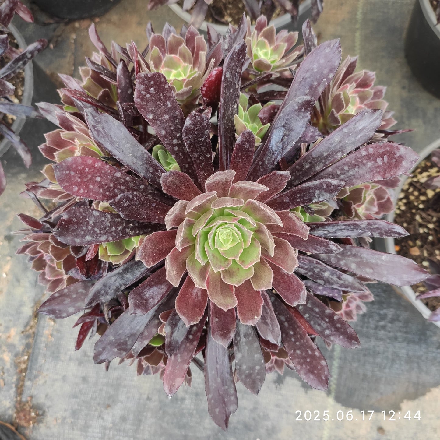 GDX014 レッド　フライ（23cm pot）