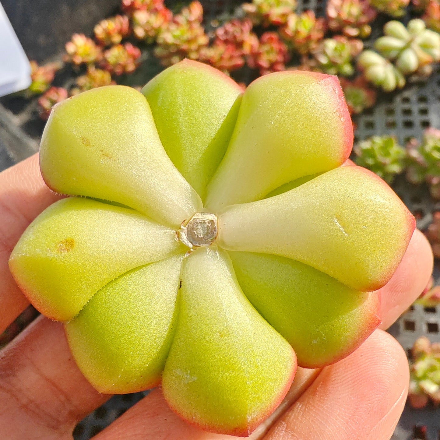 220754 レディジア錦（カット苗）