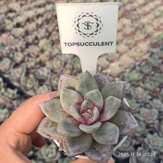 22484 ジャーマンシャンペン（6.5cm pot）