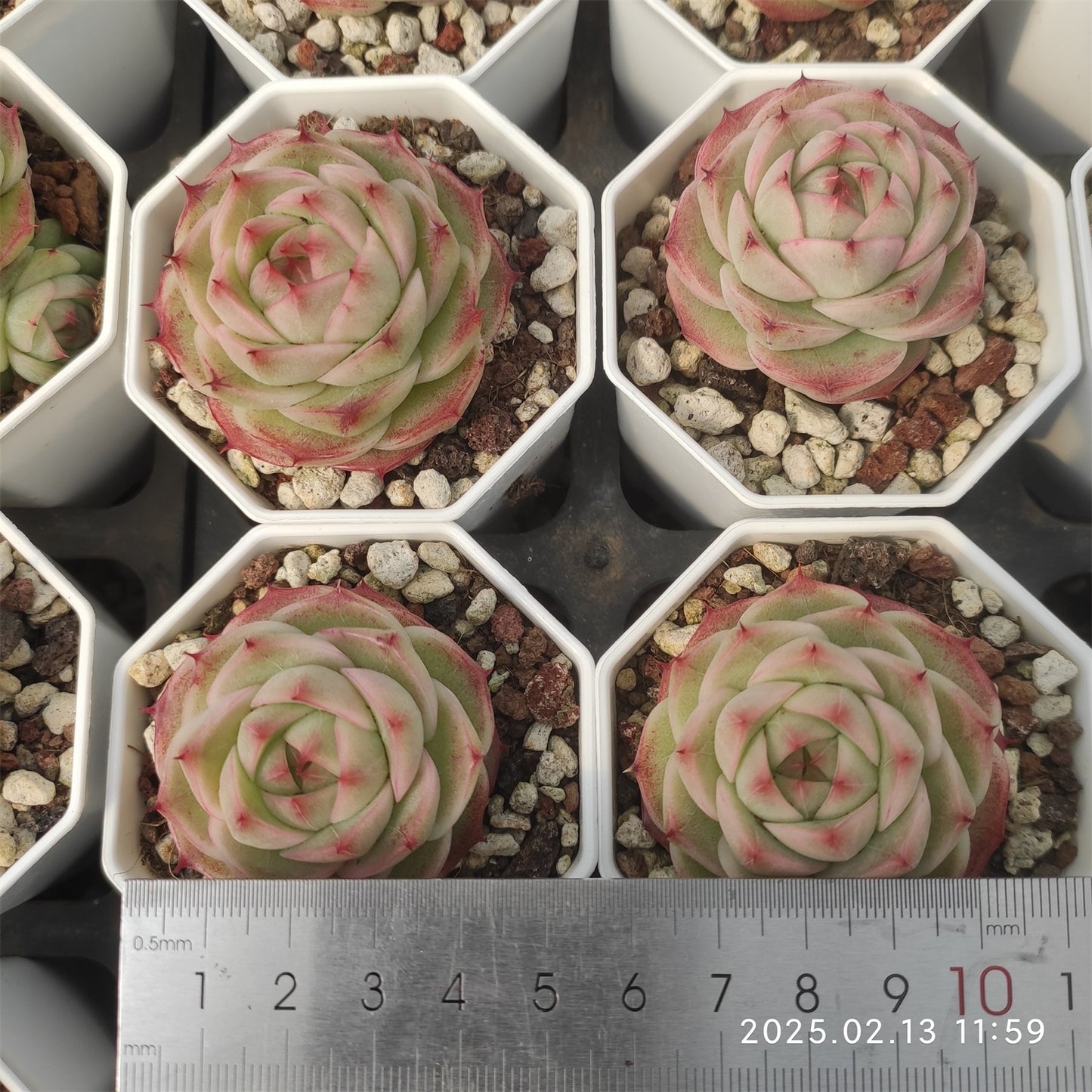 XQ941 クレバージェニー(7cm pot)