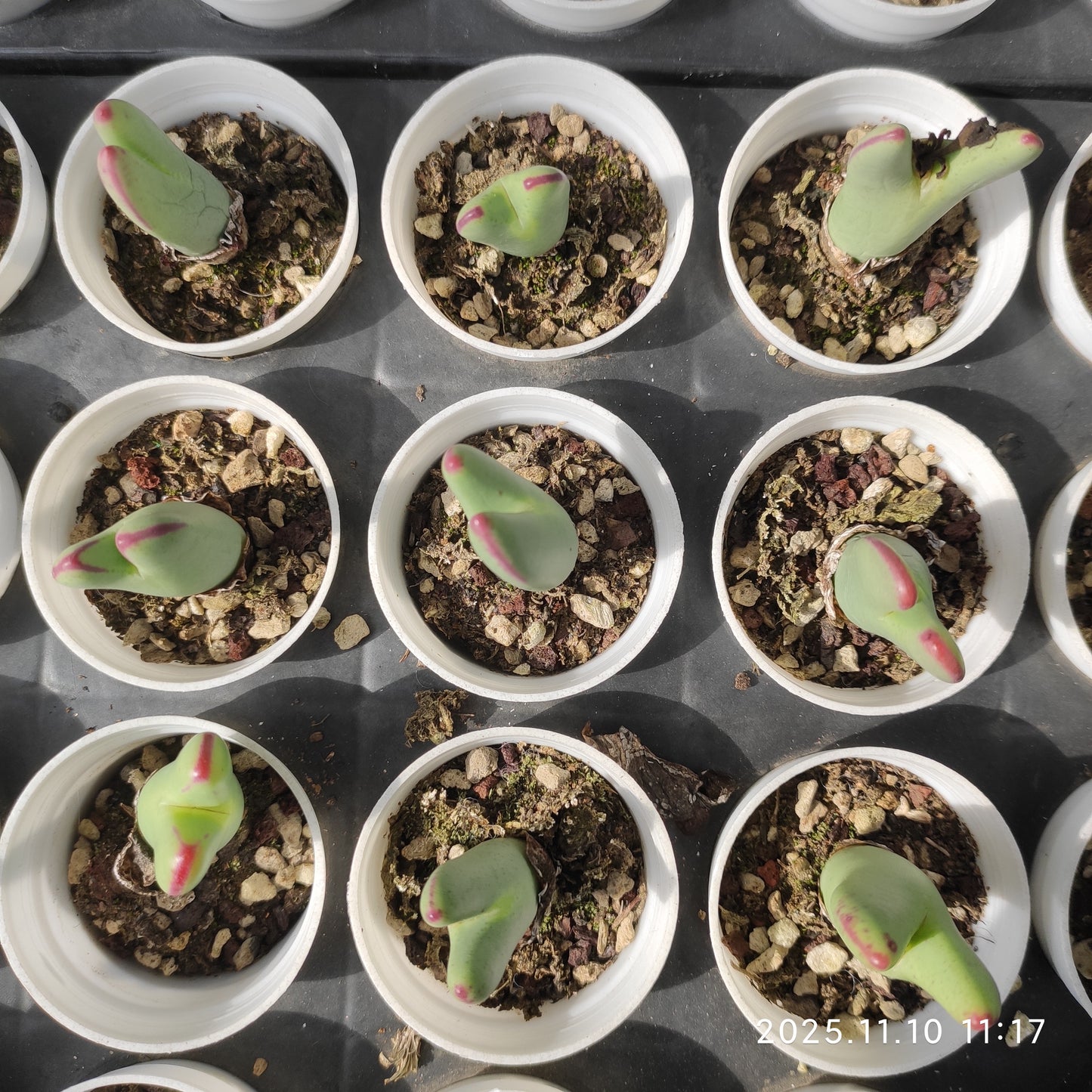 22572  ビロバム（5cm pot）