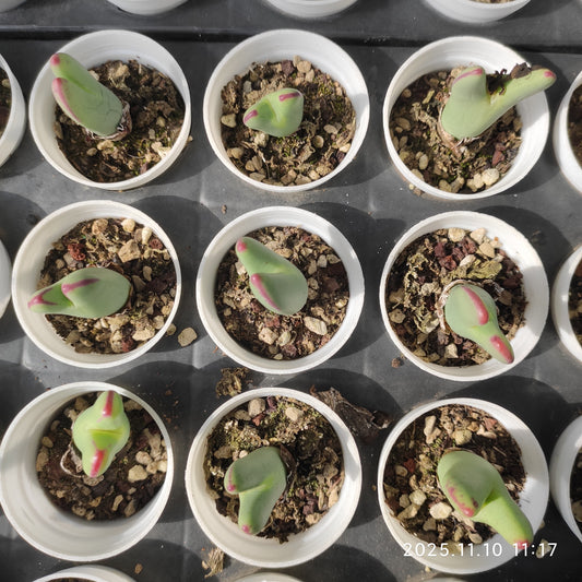 22572  ビロバム（5cm pot）