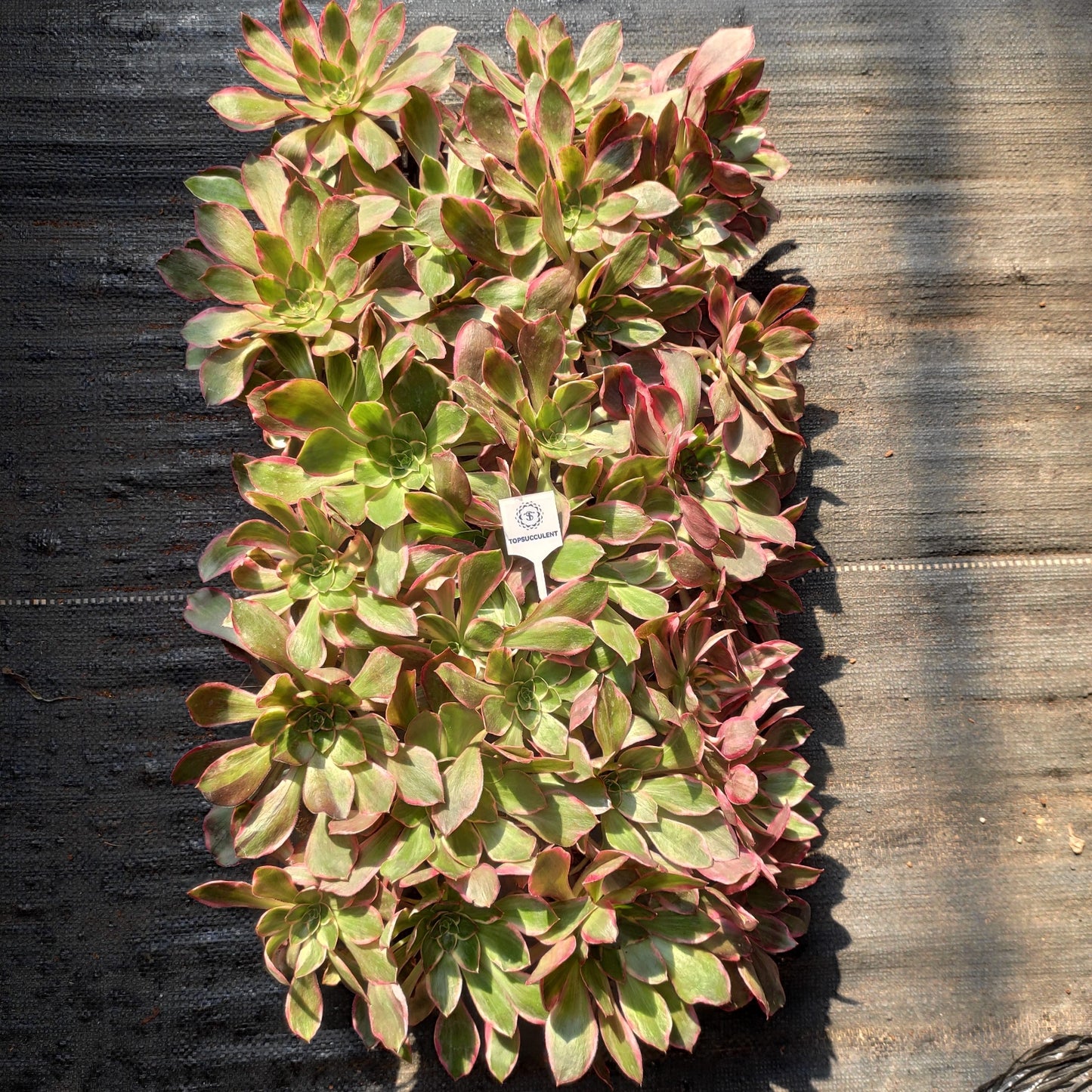 22305 イーブル　アイ