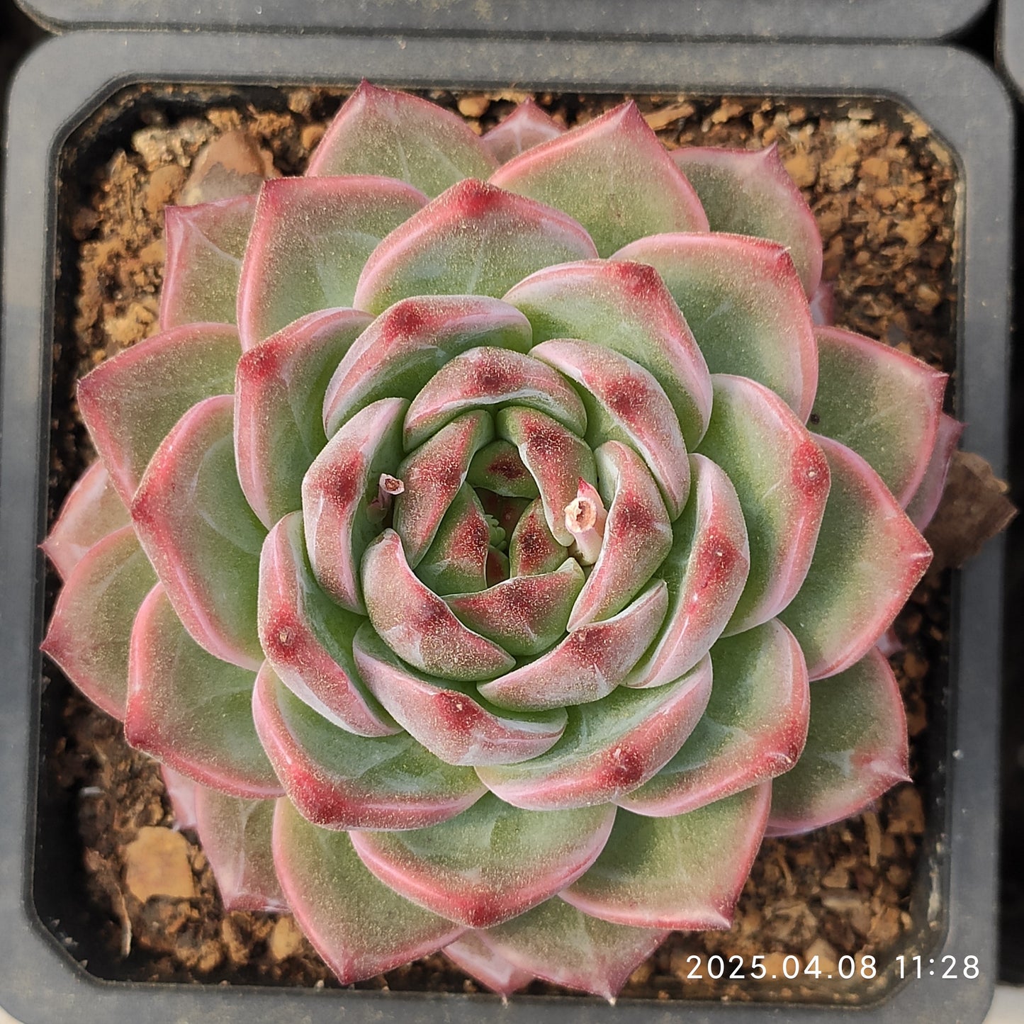WWA353 キャラメル Hyb（200cm pot）