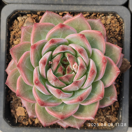 WWA353 キャラメル Hyb（200cm pot）