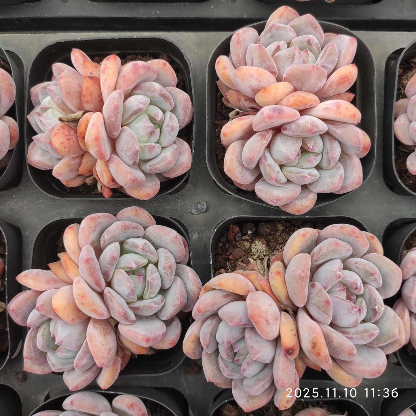 22574  オレンジモンロー（6.5cm pot）