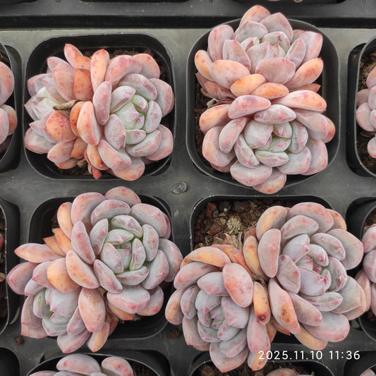 22574  オレンジモンロー（6.5cm pot）