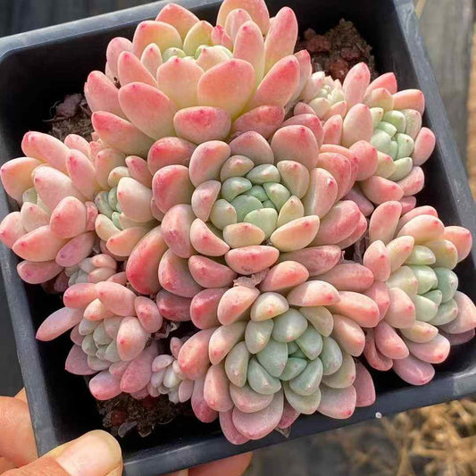 25390 ジェード　リング