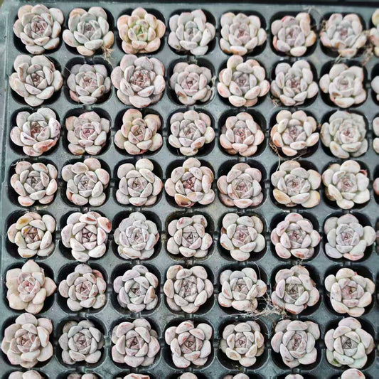 19414 ストラヴベリー スムージー（3cm pot）（ポット苗）