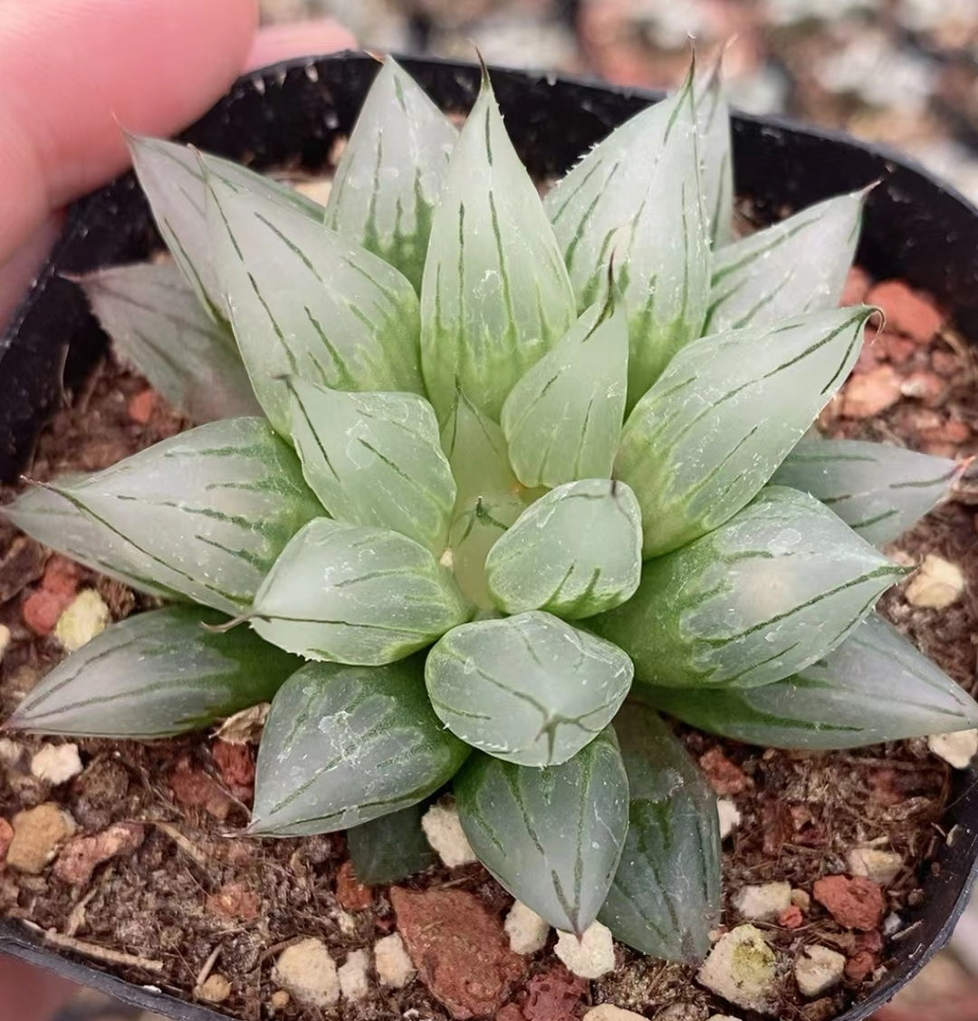 Top【選抜株】多肉植物　8048シアキ　10個　鉢無し/脱土 8048 シアキ – Top Succulent®