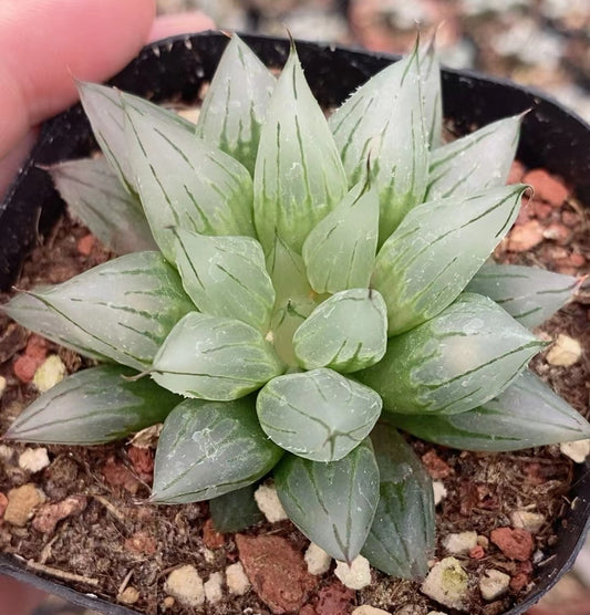 CS141 シアキ (7cm pot)