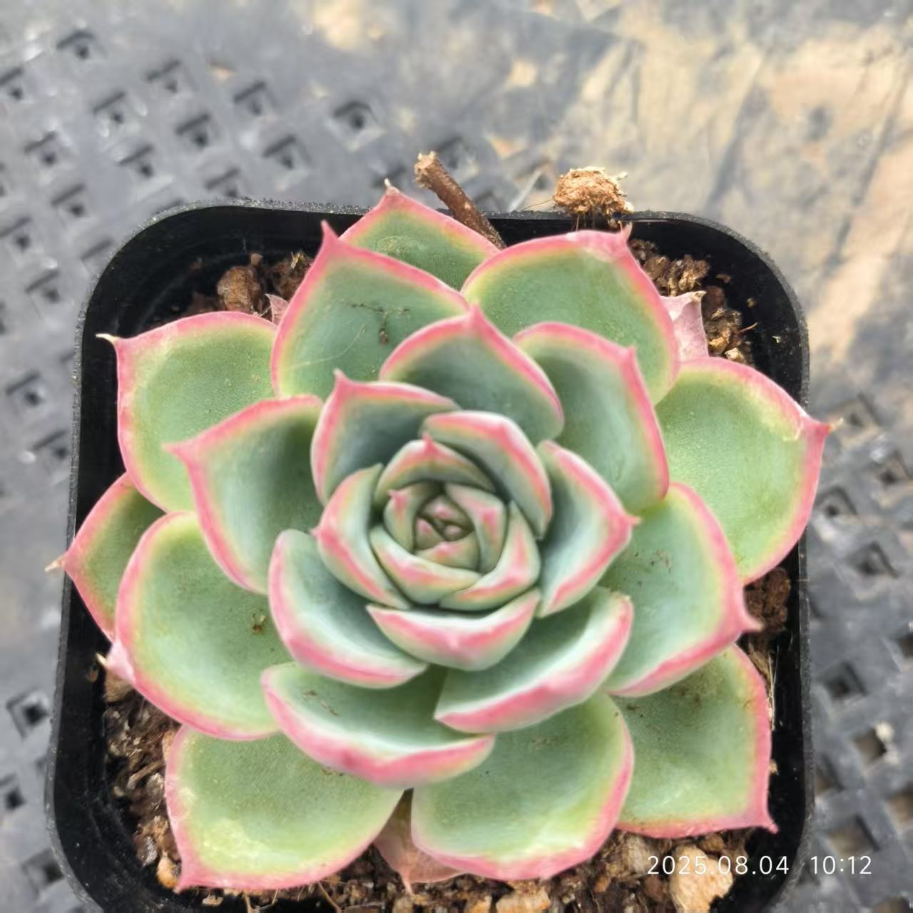 RDD182 シルエット (6.5cm pot)