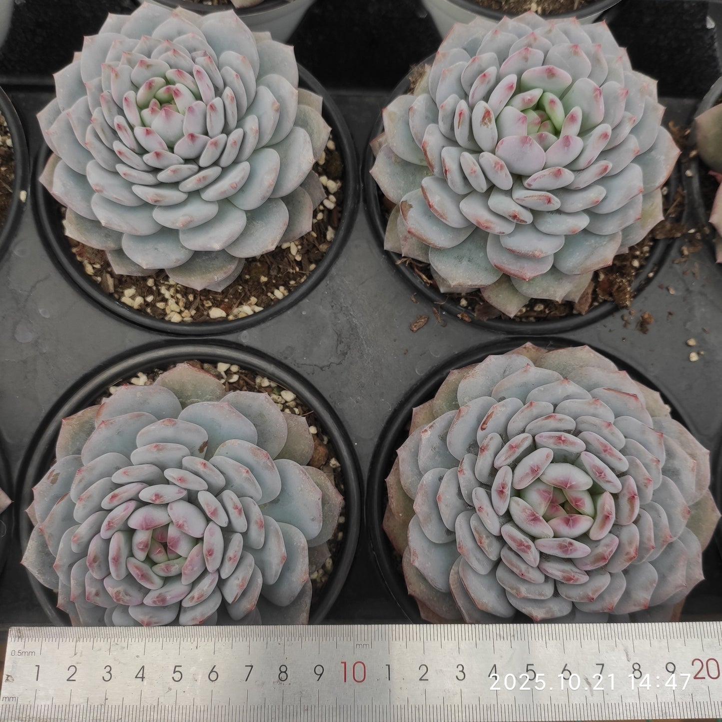 MMY1367 ジェイドモンロー（12.5cm pot）