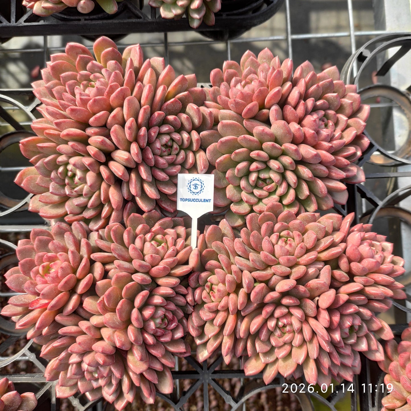 22463 ピンクルビー