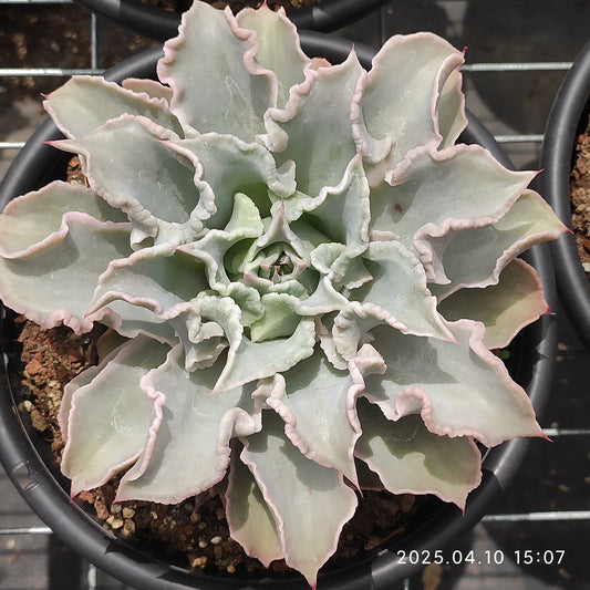 NGN341 マディバ（18cm pot）
