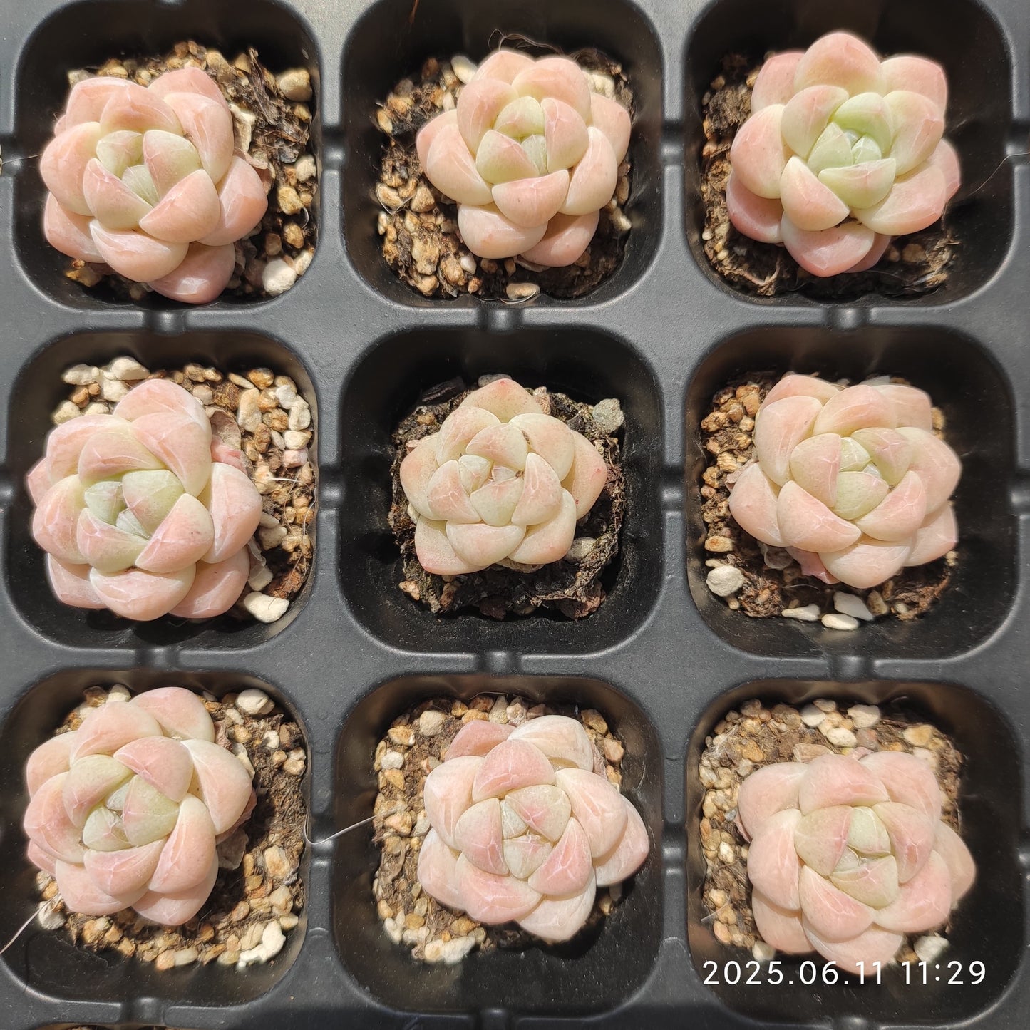 RC058 アイスグリーン（3cm pot）
