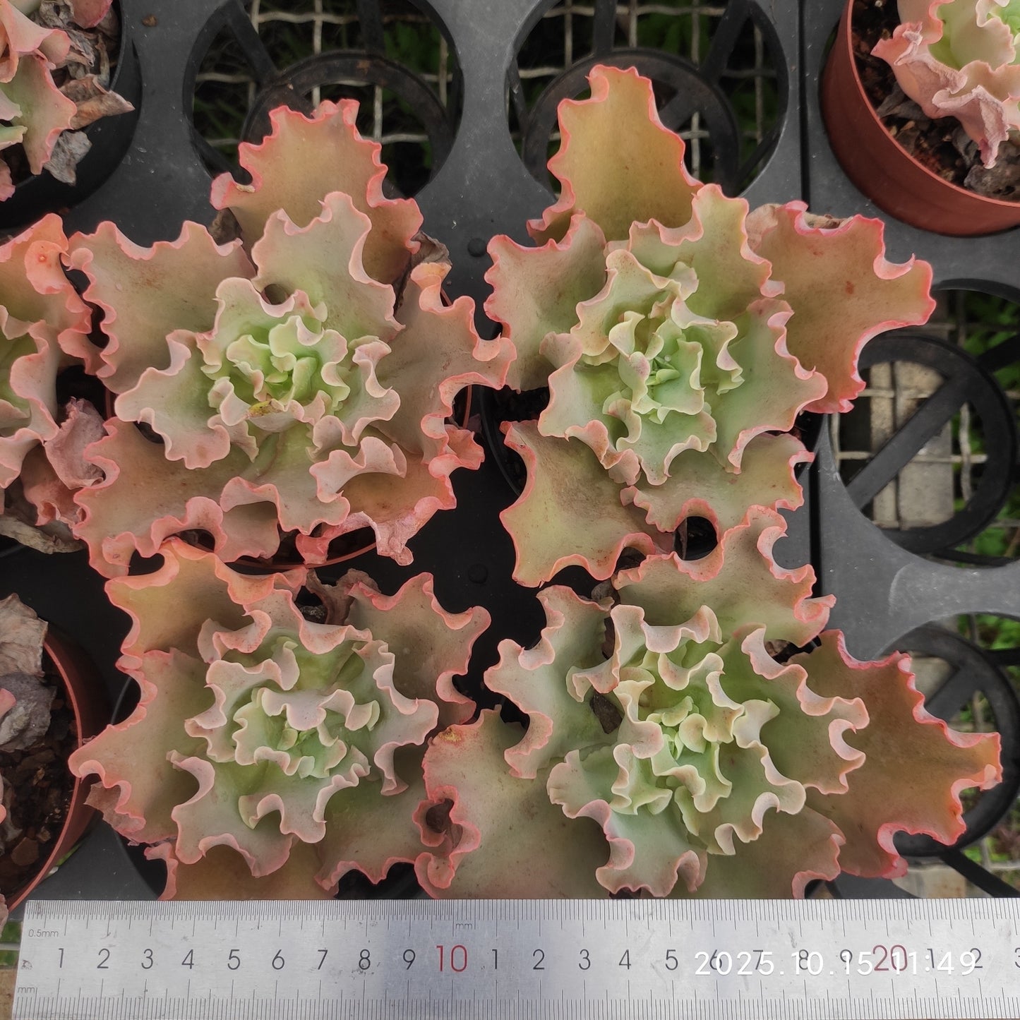 ZZA178 タカサゴノオキナ(高砂の翁)（11cm pot）