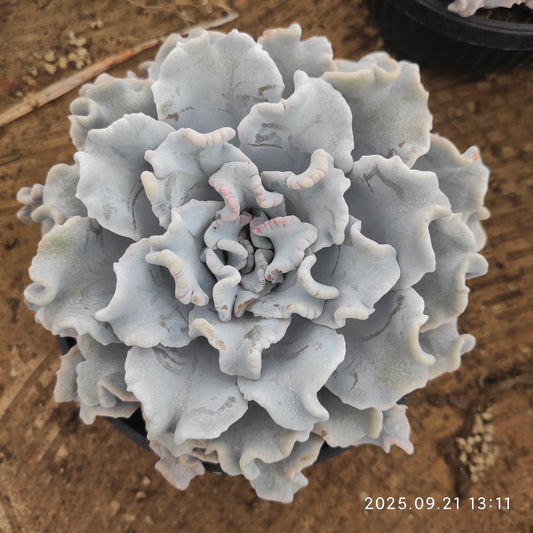 ZX232 クリスペートビューティ（18cm pot）
