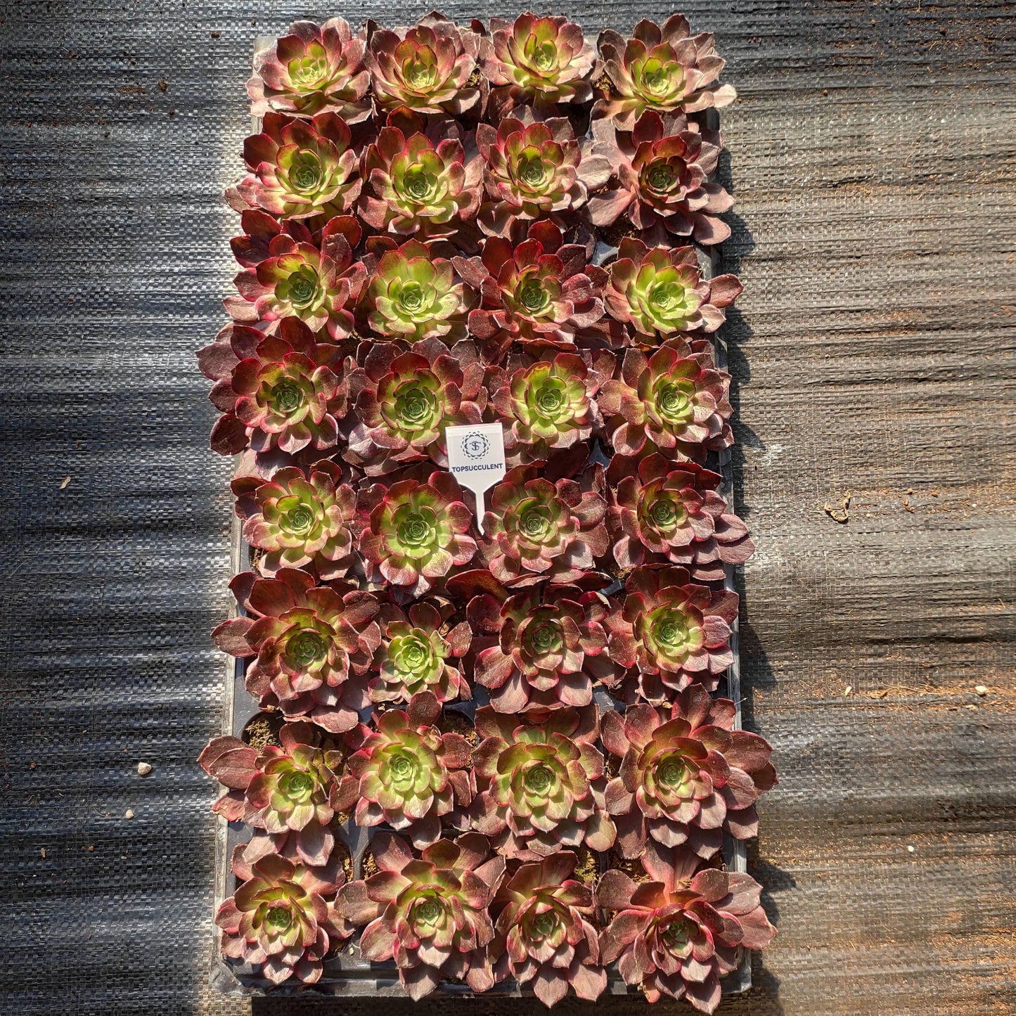 24627 マジック　ピル