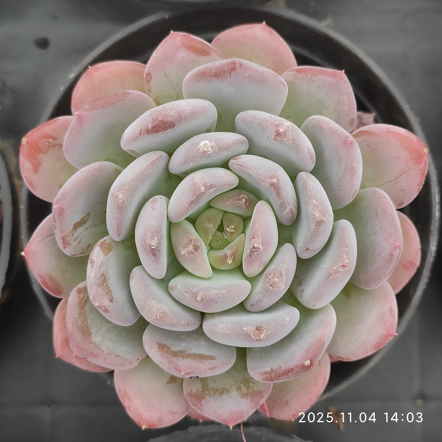 18917 ピンクジェニー（9cm pot）