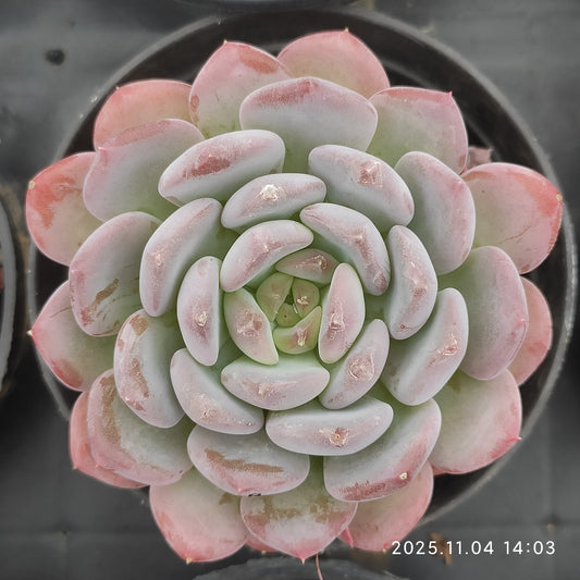 18917 ピンクジェニー（9cm pot）
