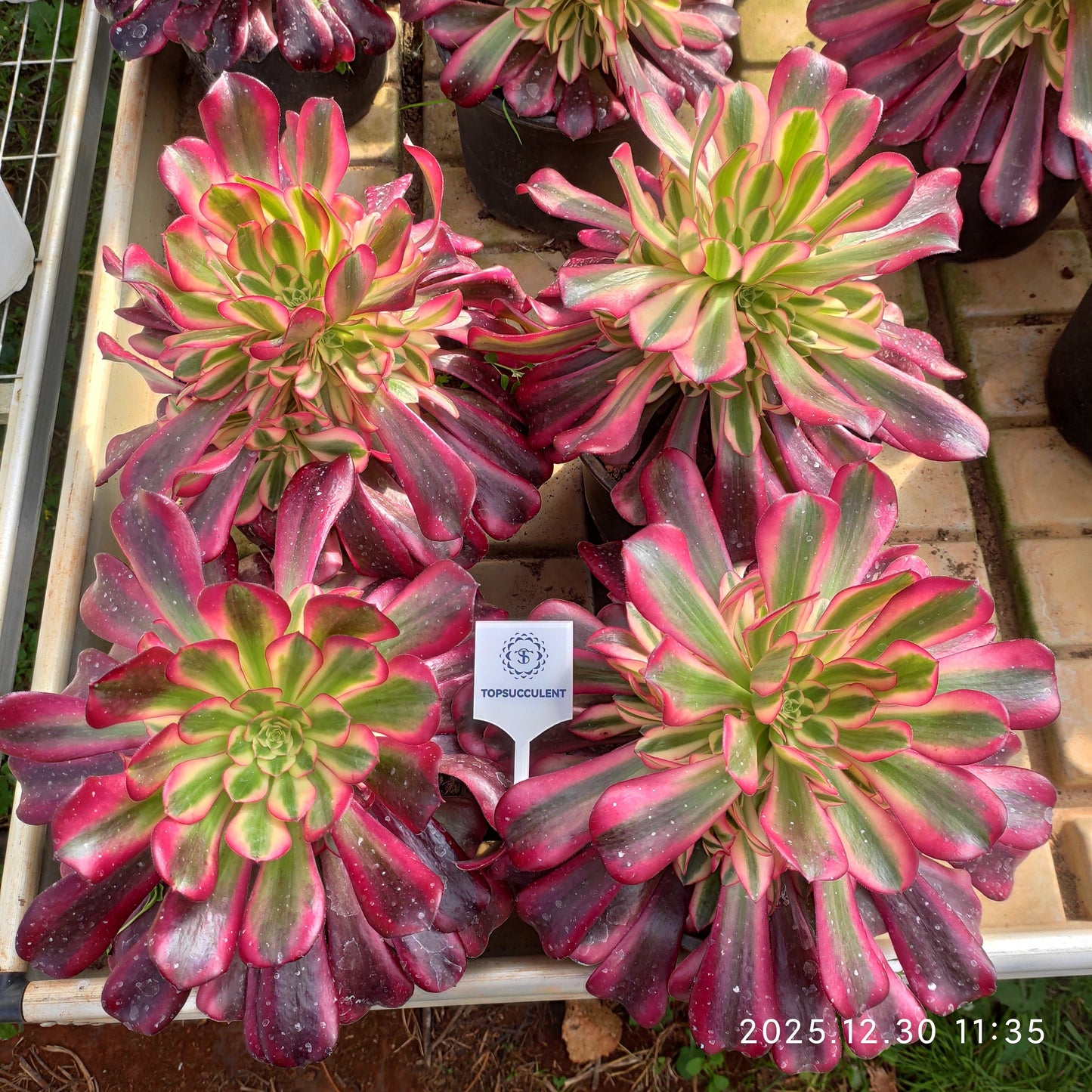 24050 メドゥーサー