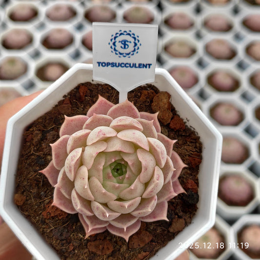 15292 シャーロットローズ