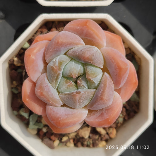 LMM130 ハナビューティー（7 cm pot）
