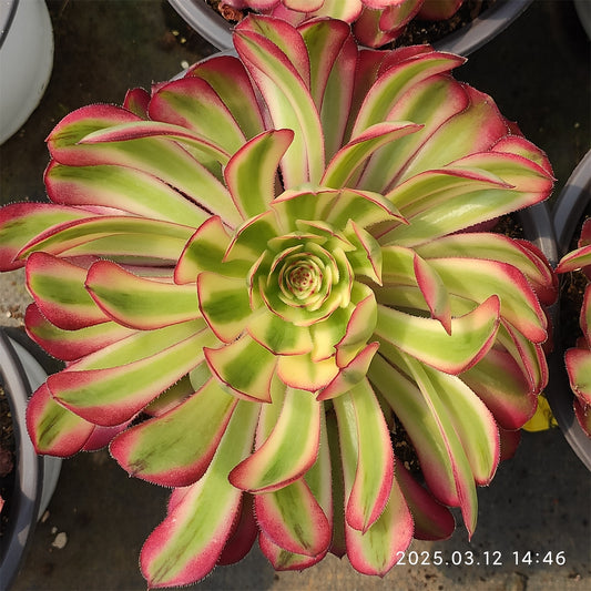 YF416 アエオニウム ガーネット （15cm pot）