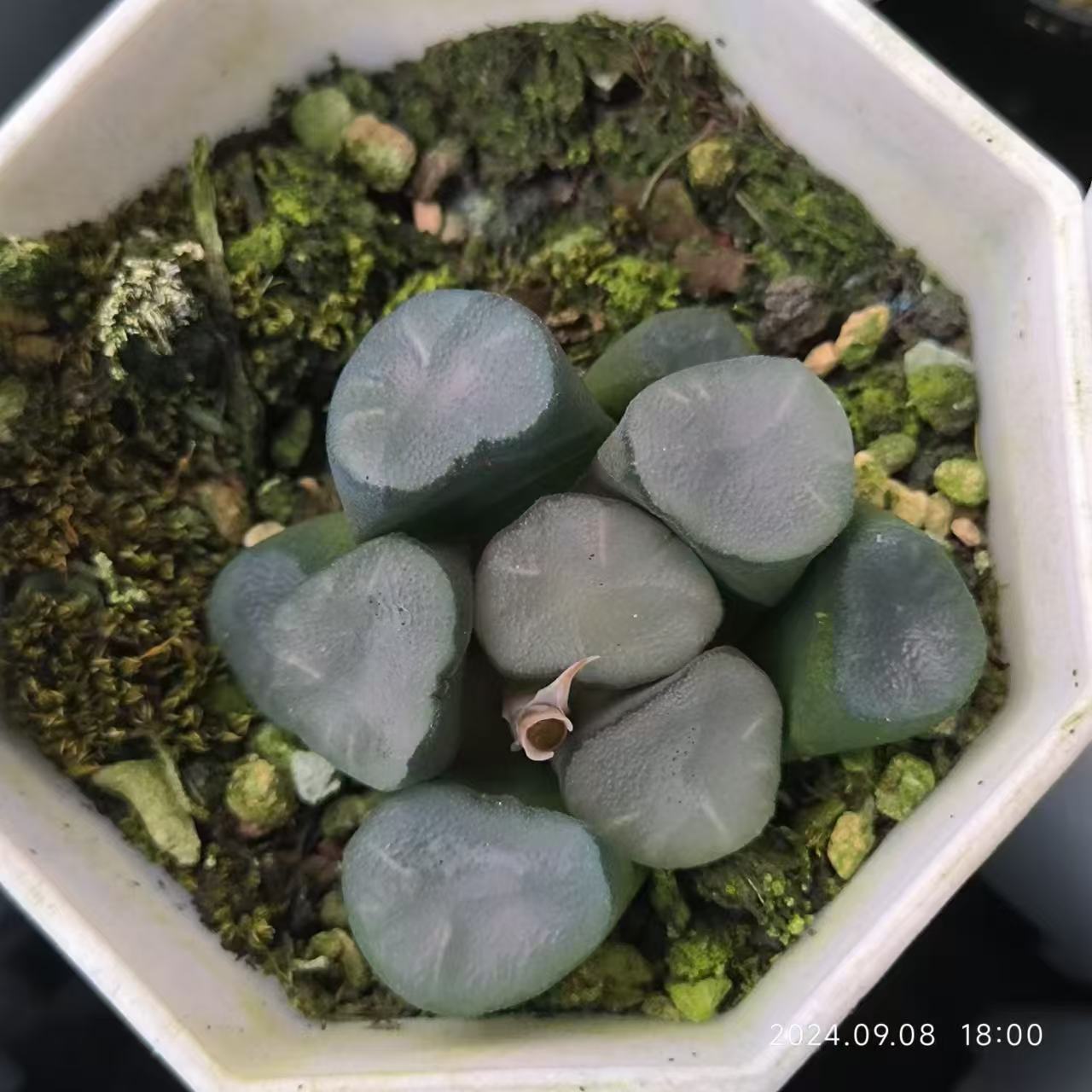 13188 ハオルチア 万象 空門